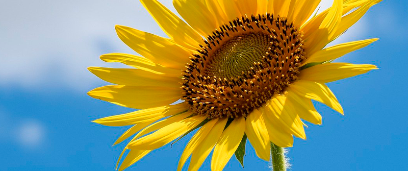 Schulbezogene Sozialarbeit an der Sonnenblumen-Schule im Bezirk Treptow-Köpenick.